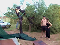 L'arbre apr&egrave;s la temp&ecirc;te